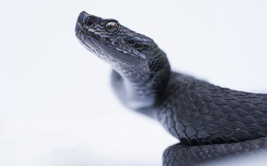 Red-bellied black snake, reptile, black snake, venomous snake, dangerous animals HD wallpaper