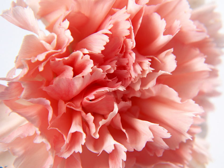 single flower 2 jpg, pink, nature, carnation, flower HD wallpaper