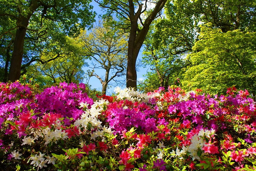 Park flowers, colorful, bushes, beautiful, spring, park, summer, freshness, branches, clouds, trees, flowers, sky, forest HD wallpaper