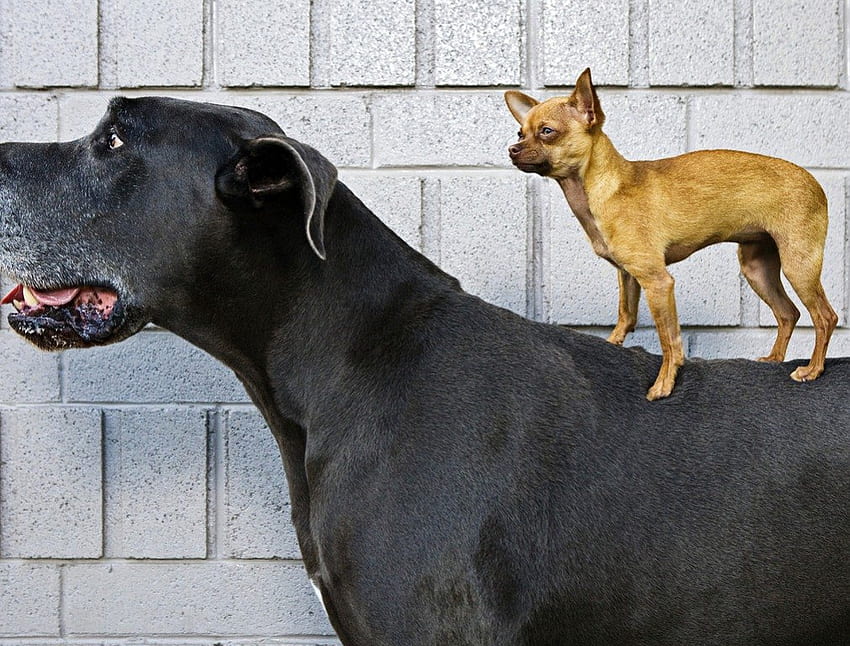 Cães engraçados, cachorro, animais, fofos, engraçados, adoráveis, animal de estimação papel de parede HD
