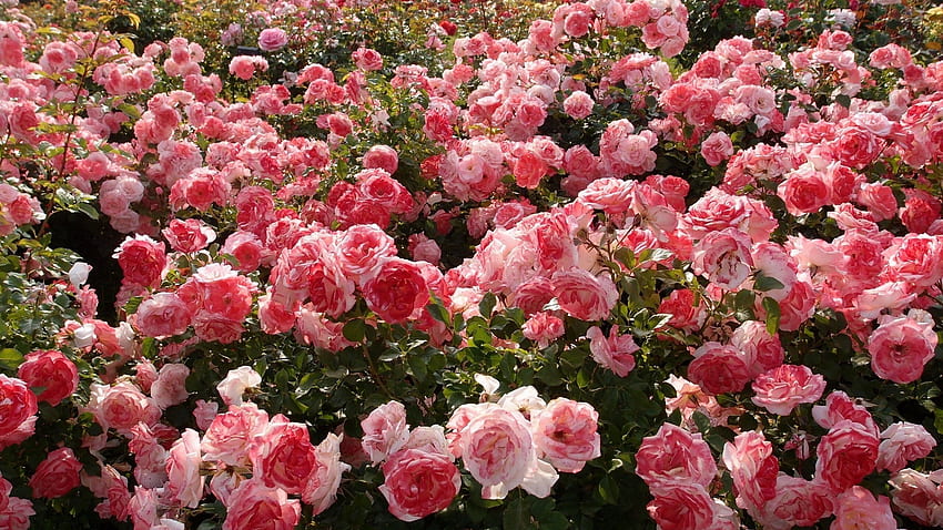 english rose garden wallpaper