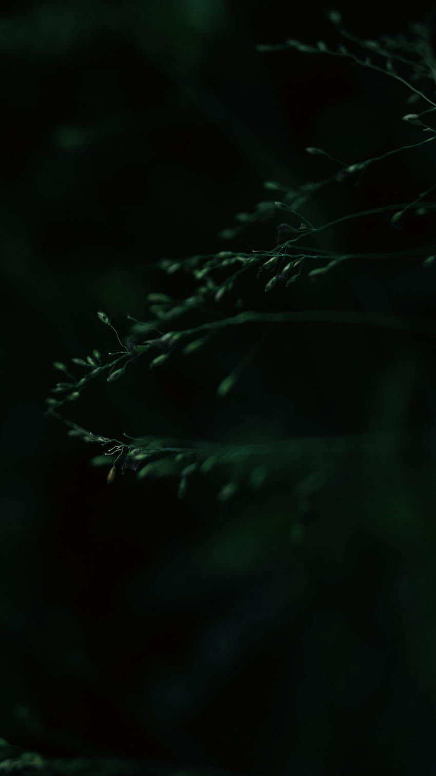 folhas, macro, escuro, verde, borrão q samsung galaxy s6, s7, borda, nota, lg g4 background, Black Blur Papel de parede de celular HD