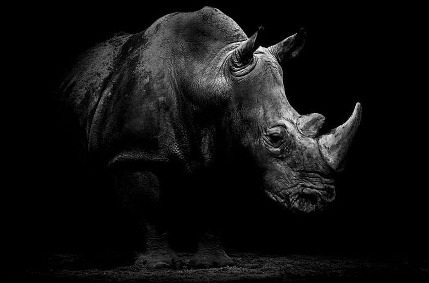 HD rhinoceros wallpapers  Peakpx
