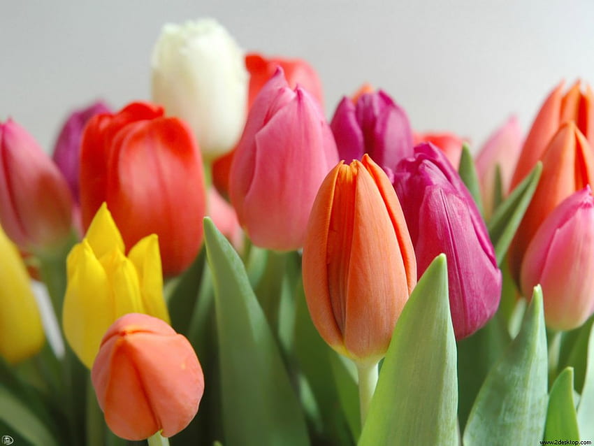 ดอกทิวลิปสี ทิวลิป ธรรมชาติ สี ดอกไม้ วอลล์เปเปอร์ HD