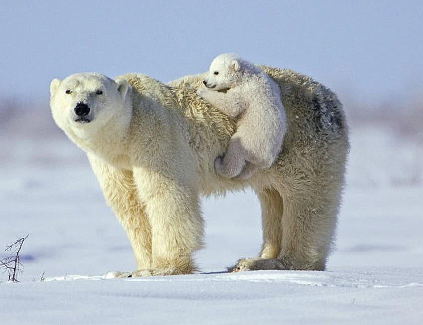 북극곰, 겨울, 흰색, 재미, 북극곰 HD 월페이퍼