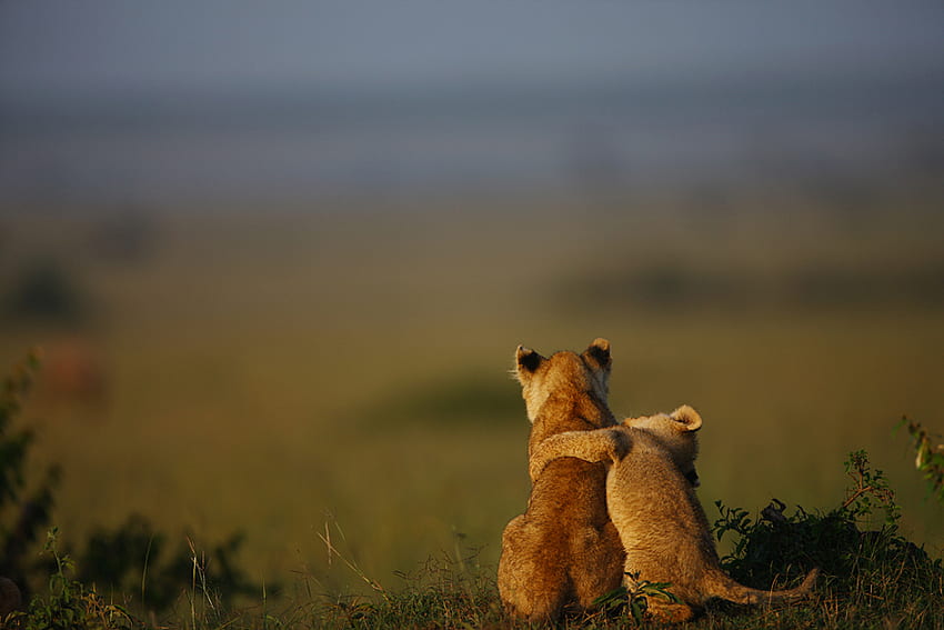 สิงโตแสนหวานสำหรับอันโตนิจา แอฟริกา ลูกสัตว์ สัตว์ป่า สิงโต วอลล์เปเปอร์ HD