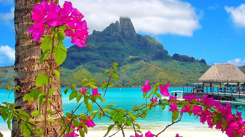 Tropical, Flowers Tropical Beach HD wallpaper | Pxfuel