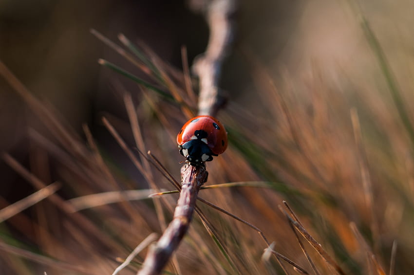 Macro, Close-Up, Insect, Ladybug, Ladybird HD wallpaper