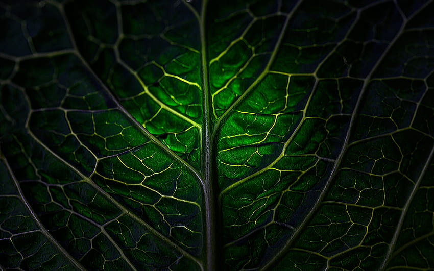 green leaf, macro, 3D textures, leaves textures, background with leaf, leaf patterns, natural textures, leaf textures, leaves patterns HD wallpaper