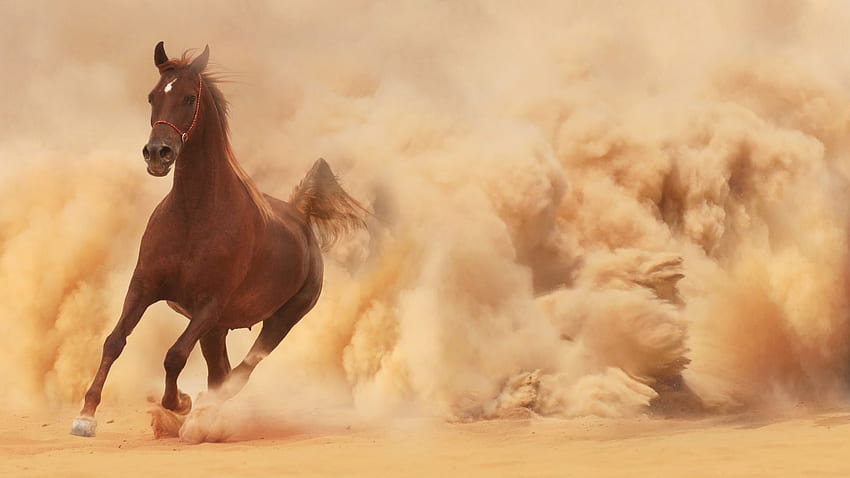 Running Horse Dust Cloud HD wallpaper