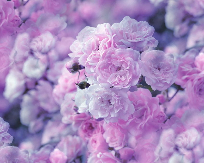Flowers , Rose, Blossom, Close Up, Earth, Nature, Pastel, Pink Flower • For You For & Mobile, Beautiful Pastel Flowers HD wallpaper