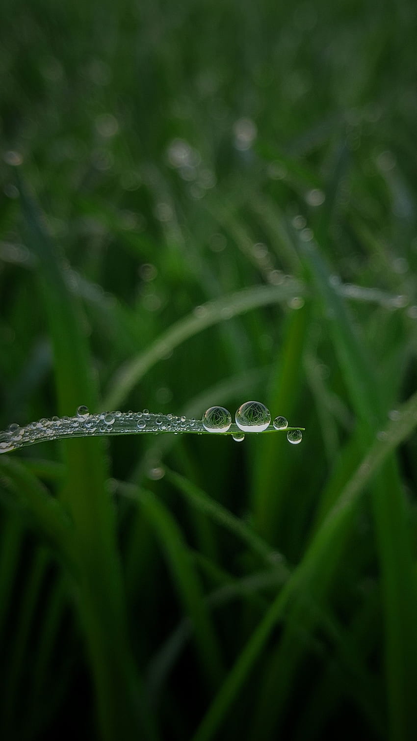 Wassertropfen auf Gras, Mobilografie, Naturliebhaber, Natur, Naturgrafie HD-Handy-Hintergrundbild