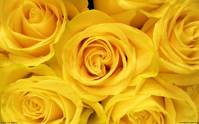 Hình nền hoa hồng vàng là sự kết hợp tuyệt vời giữa sự tinh tế và sự lộng lẫy. Bạn sẽ bị thu hút bởi những cánh hoa đầy nắm vàng rực rỡ, tạo nên một khung cảnh đẹp mê ly. Đừng bỏ lỡ cơ hội đắm chìm trong không gian tuyệt đẹp này.
