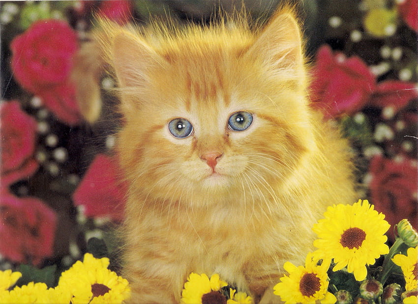 Kitten in the garden, kitten, roses, daisy, yellow, red, flowers HD wallpaper