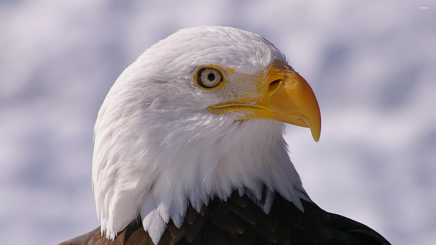 Bald Eagle Close Up From A Side Animal, Native Eagle HD wallpaper