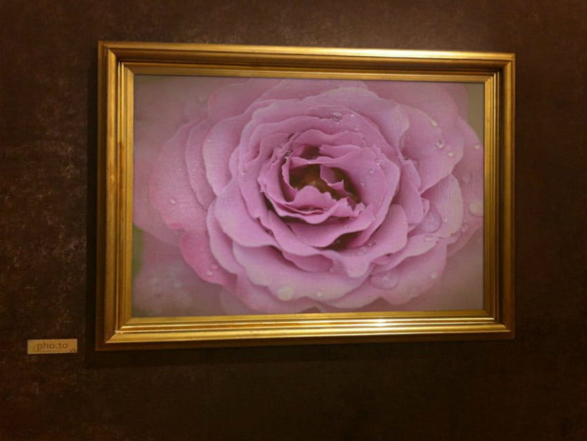 Różowa róża w ramce, róża, montaż, grafika, kwiat Tapeta HD