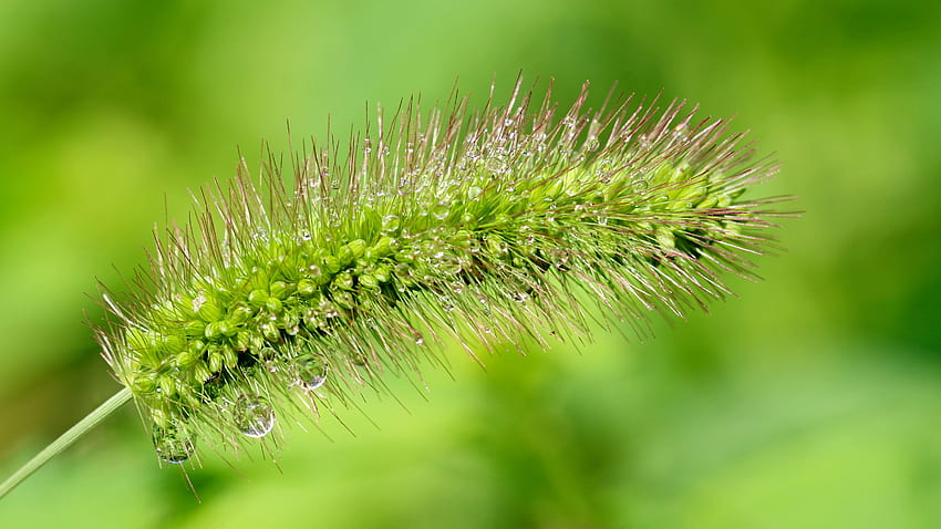 Sundew Water Drops Weed Flower, flor, closeup, sundew, grafia, natureza, gotas de água, erva daninha, macro papel de parede HD