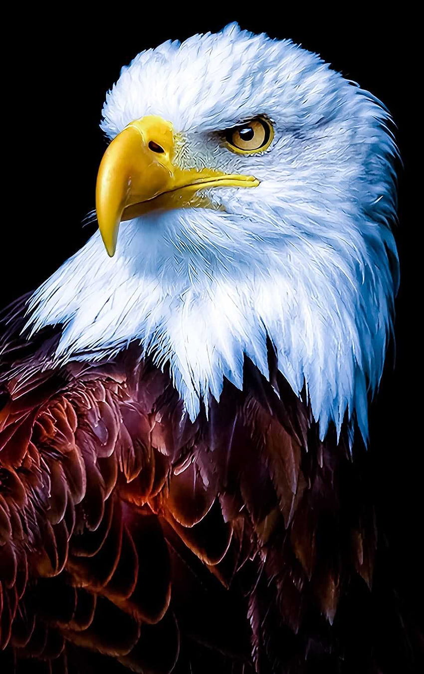 águila, águila nativa fondo de pantalla del teléfono