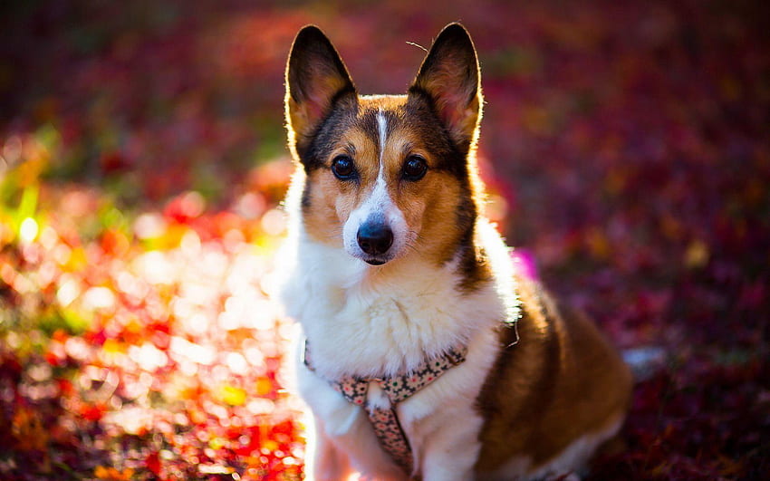 Doggie Corgi Wallpapers  Top Free Doggie Corgi Backgrounds   WallpaperAccess