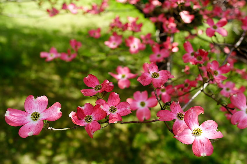 Дърво розови дрянови цветя. Цветя. Природата HD тапет