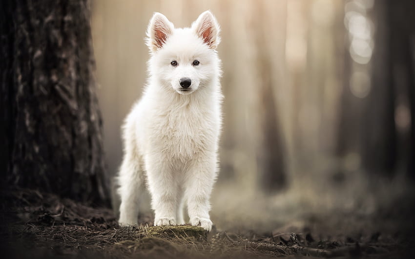 Cachorro samoiedo, animal, branco, cachorro, caine, samoiedo papel de parede HD