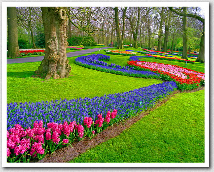 Ribbons of color, color, green, trees, flowers, grass, park HD wallpaper