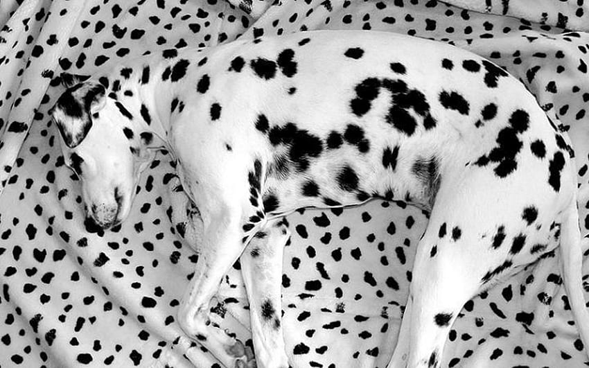 Hewan, Berbaring, Berbohong, Anjing, Dalmatian, Tidur, Mimpi, Kotak-kotak Wallpaper HD