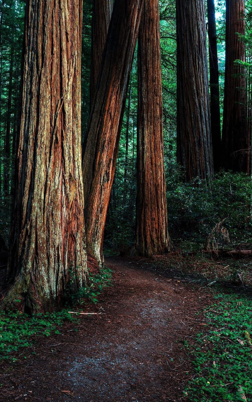 Wallpaper ID 1046327  1080P trees road hd forest nature redwood  free download