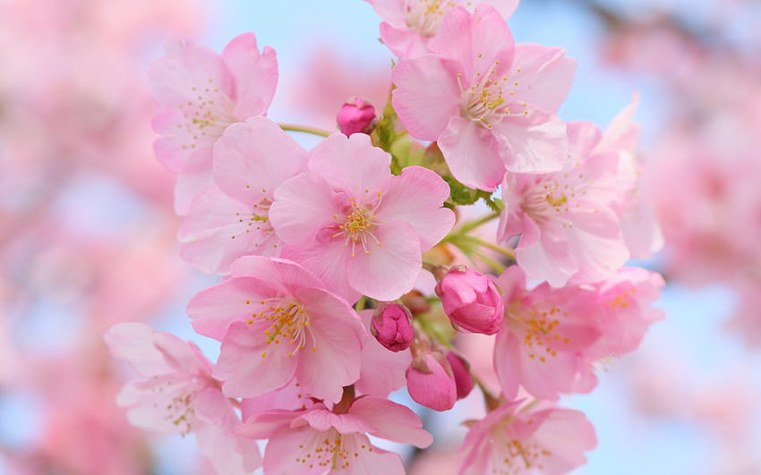 * Le printemps arrive *, nature, fleurs, printemps, fleur Fond d'écran HD