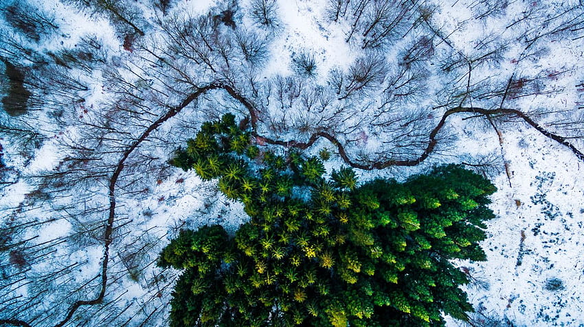 of the Best Drone Pics From 2016, Drone Forest HD wallpaper