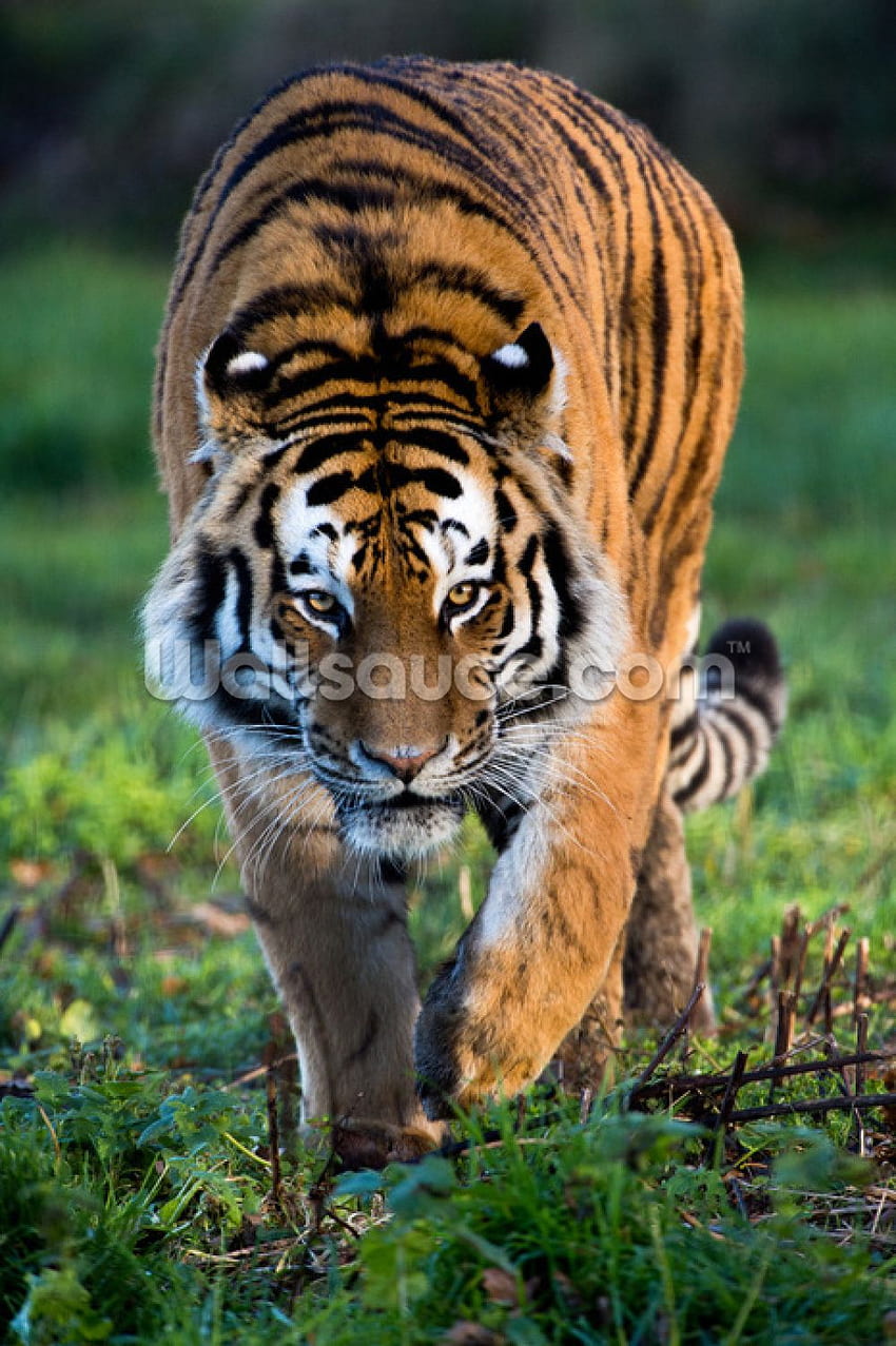 Siberian Tiger HD phone wallpaper