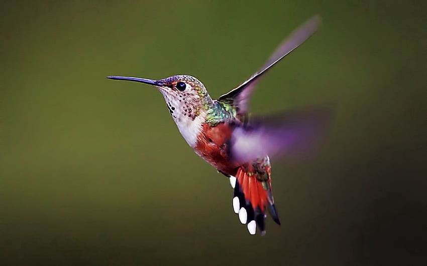 Tiere, Hintergrund, Kolibris, Vogel, Flügel, Welle, Sweep HD-Hintergrundbild