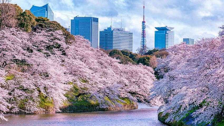 Places in Tokyo to see cherry blossoms this spring, Tokyo Sakura HD wallpaper