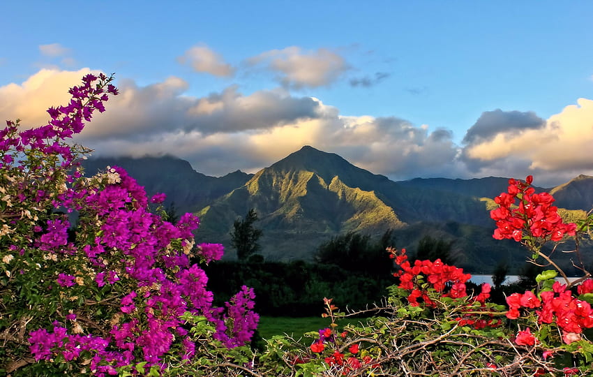 Mountain View,Hawai, Nature, Flower, Sky, Mountain HD wallpaper