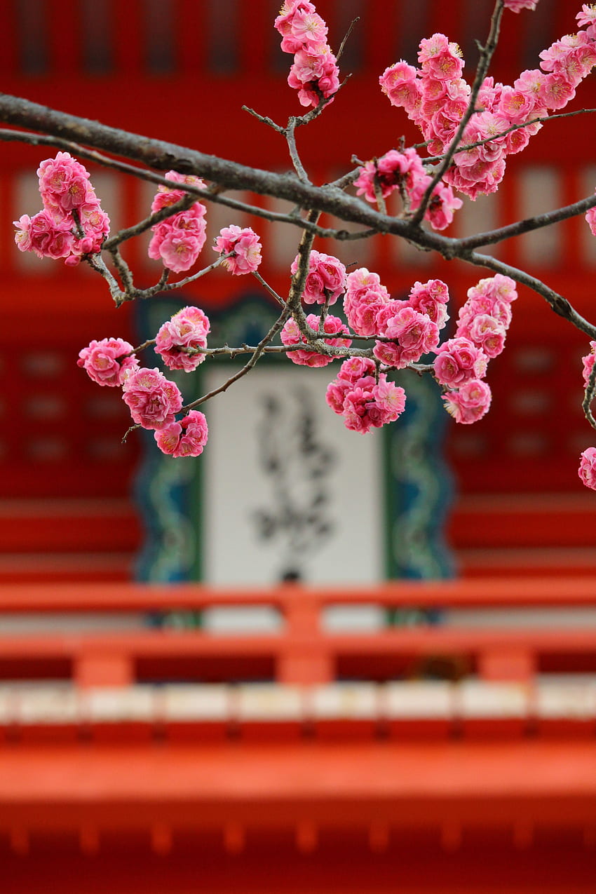 Flowers, Pink, Sakura, Blur, Smooth, Bloom, Flowering HD phone wallpaper
