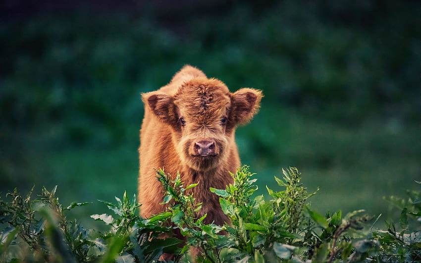 ลูกวัวสีน้ำตาลตัวเล็ก ฟาร์ม สัตว์น่ารัก หญ้าสีเขียว ทุ่งนา วัวตัวเล็กสำหรับความละเอียด . คุณสูง วอลล์เปเปอร์ HD
