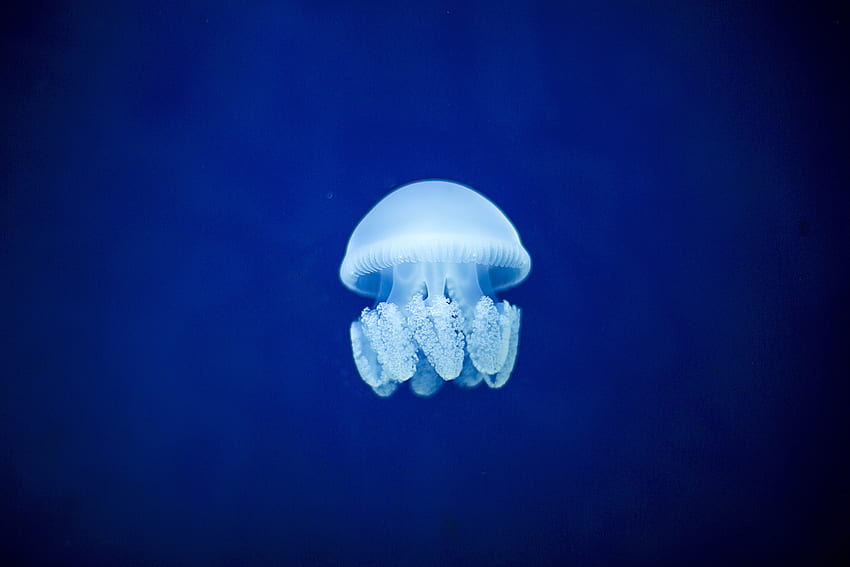 Zwierzęta, meduzy, podwodny świat Tapeta HD