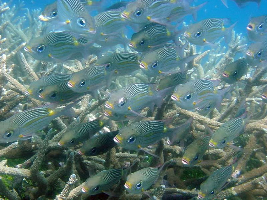 Sekolah Ikan, Papua Nugini, ikan, sekolah, samudra, guinea baru Wallpaper HD