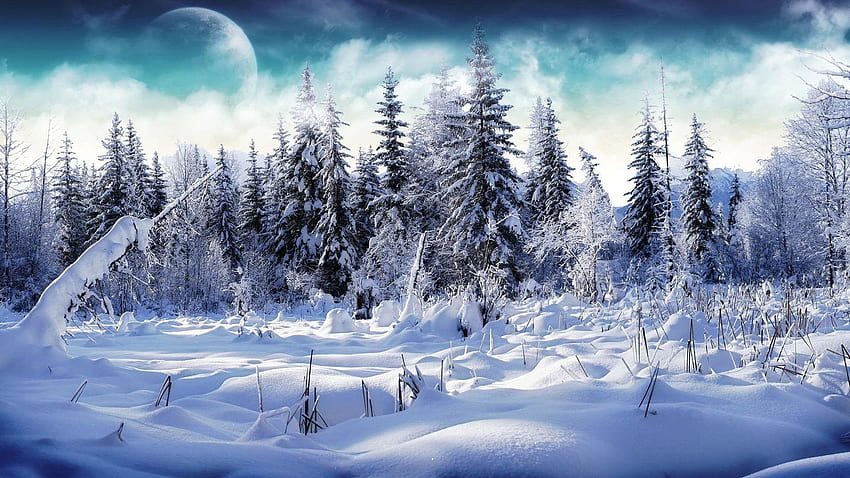 Snowy Forest, Forest Snow Winter HD wallpaper
