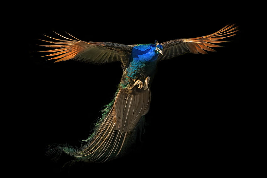 pavão, asas, azul, preto, pássaro, paun, pasari, laranja papel de parede HD