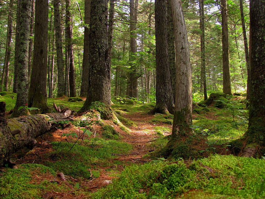 Maine forest HD wallpaper | Pxfuel