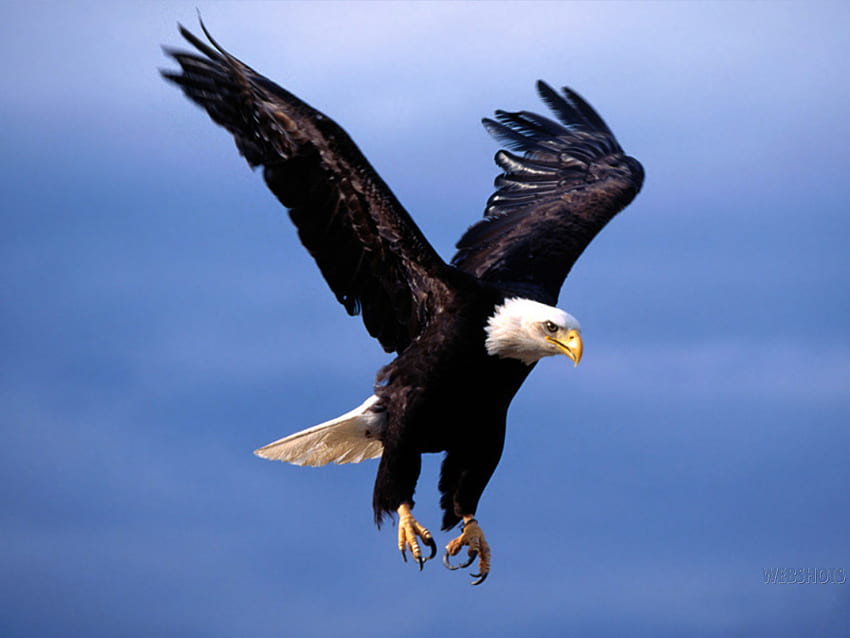 Cool Eagle Cool [] for your , Mobile & Tablet. Explore Flying Eagle . Golden Eagle , Bald Eagle , Philadelphia Eagles HD wallpaper