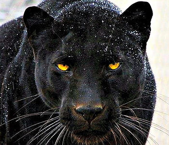 Cats animals black panther HD wallpapers | Pxfuel