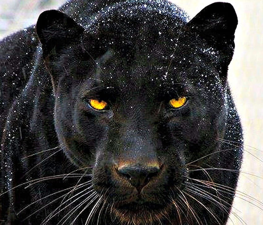 Black Panther, Animals, Black, Cats, Panther HD wallpaper | Pxfuel