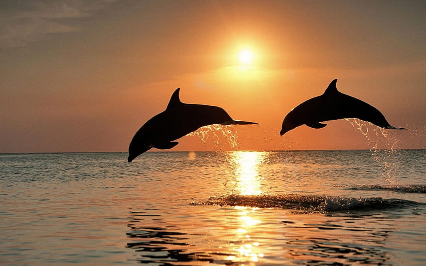 Bottlenose Dolphin Jumping Saat Matahari Terbenam Karibia Honduras Wallpaper HD
