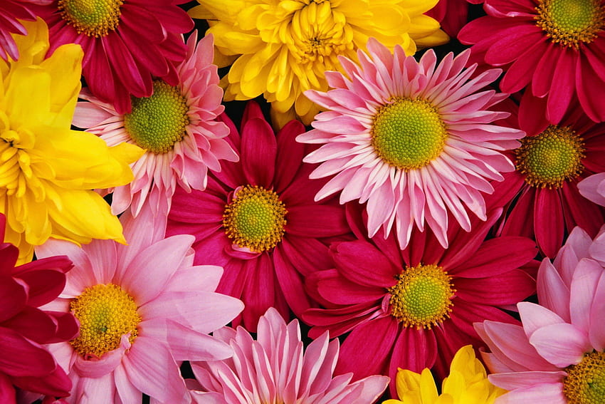 *** Flores coloridas ***, natura, kolorowe, piekn, kwiaty papel de parede HD