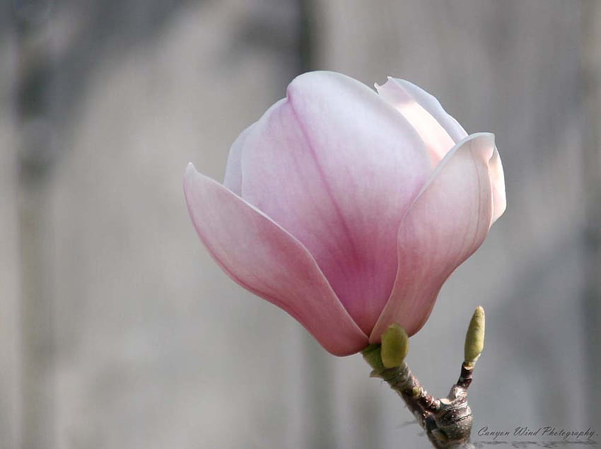 Magnolia Flower for Kent One, art , pink, alone, on tree, beautiful, magnolia flower HD wallpaper