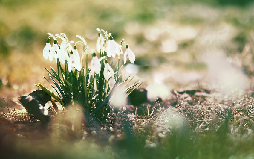 Spring Snowdrops HD wallpaper | Pxfuel