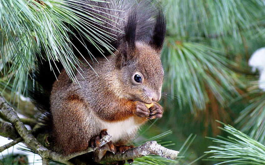 Tiere, Eichhörnchen, Essen, Holz, sitzen, Baum, Fichte, Tanne, Leidenschaft HD-Hintergrundbild