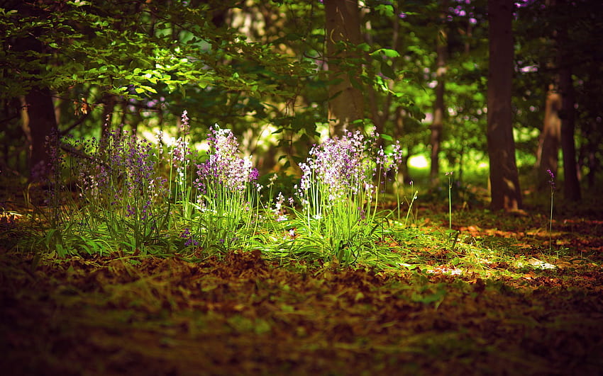 Pin von Monalisa Morrell auf Божият красив свят. Waldbilder, Wald tapete, Natur, Forest Flowers HD тапет